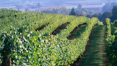 Willamette Valley wine country, vineyards