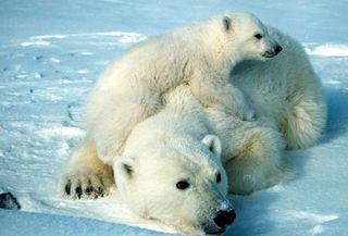 Polar bears, as white as snow