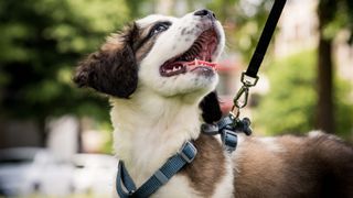 Close up of Saint Bernard Puppy on a walk