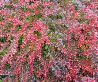 berberis ‘Atropurpurea Nana’ flourishing in fall container display