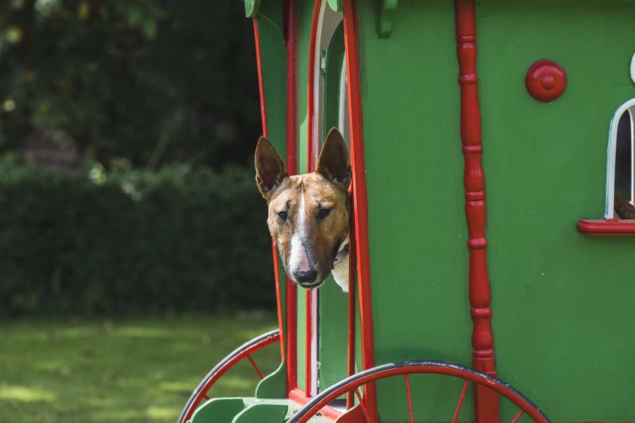 An English bull terrier called Peggy