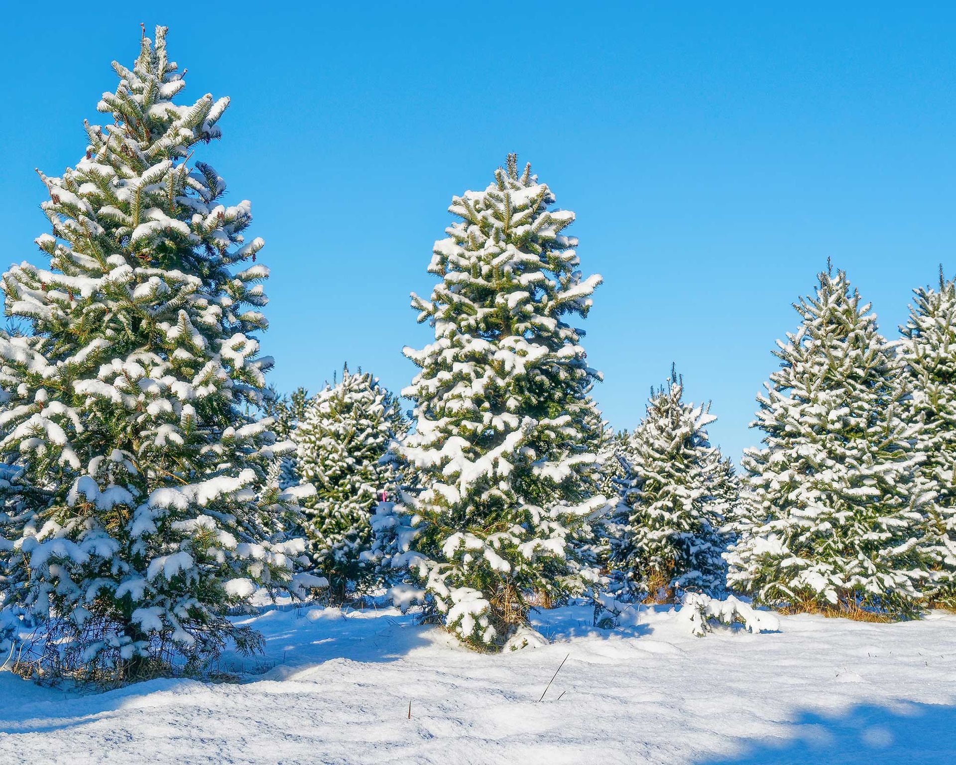 Balsam fir care and growing guide: expert tips | Gardeningetc