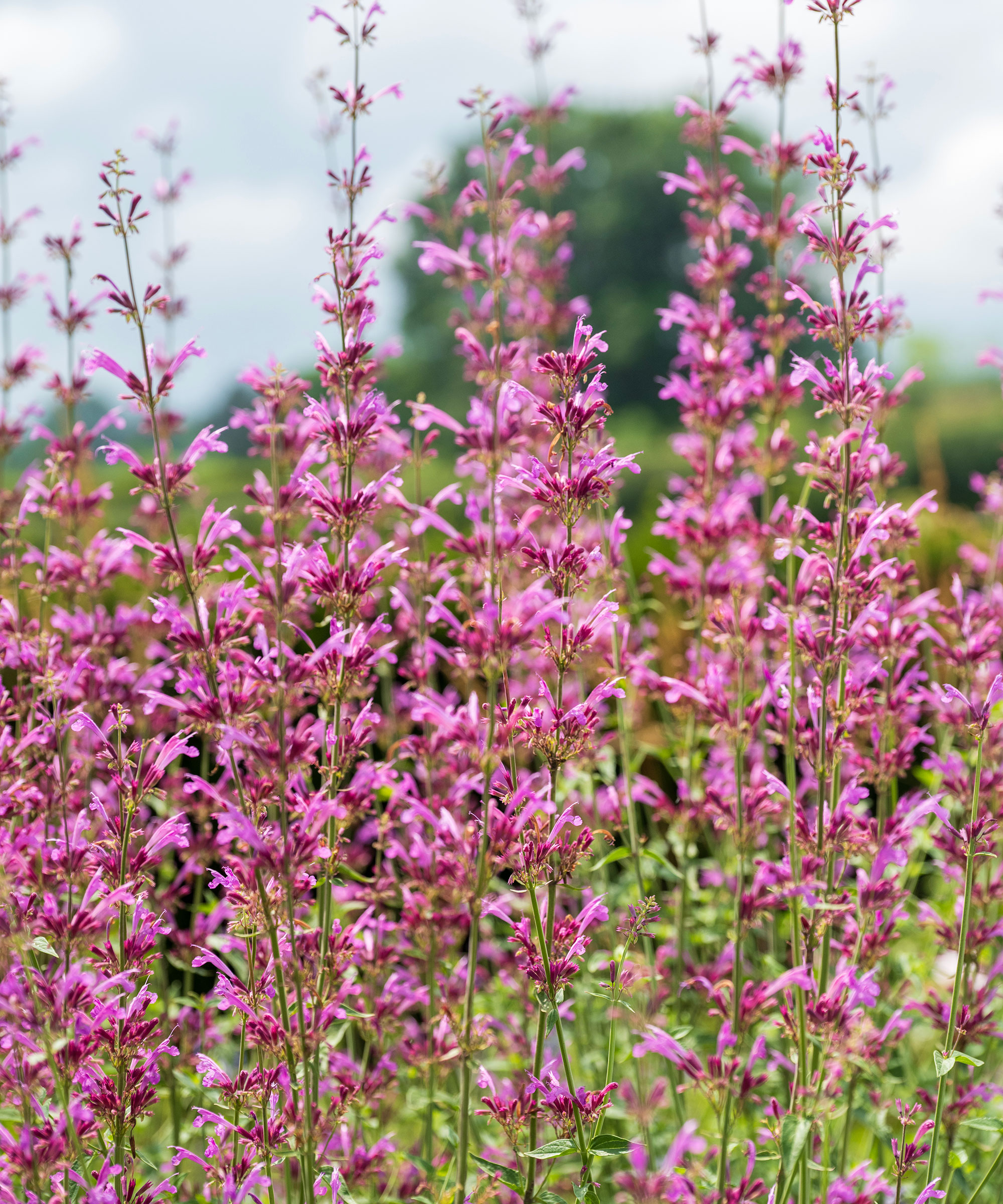 Agastache cana in blossom