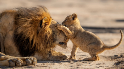 A father lion plays with his cub