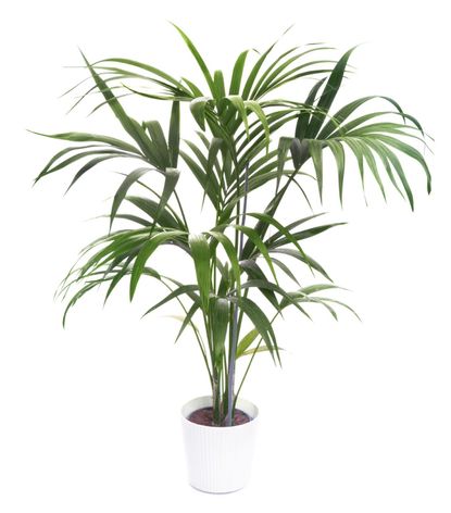 Potted Kentia Palm Plant