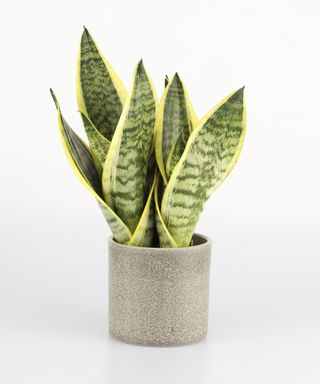 Snake Plant in a pot