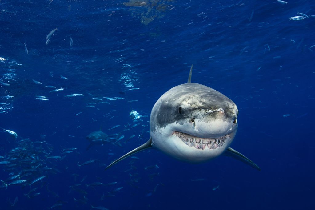 A great white shark, aka Jaws!