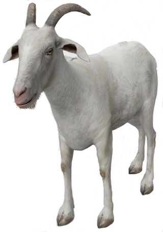 Goat Google Search 3D model