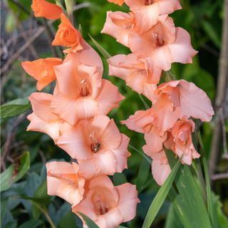 Pink gladiolus flowers growing in garden