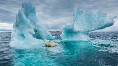 A polar bear swimming beside melting iceberg near Arctic Circle on Hudson Bay, Canada
