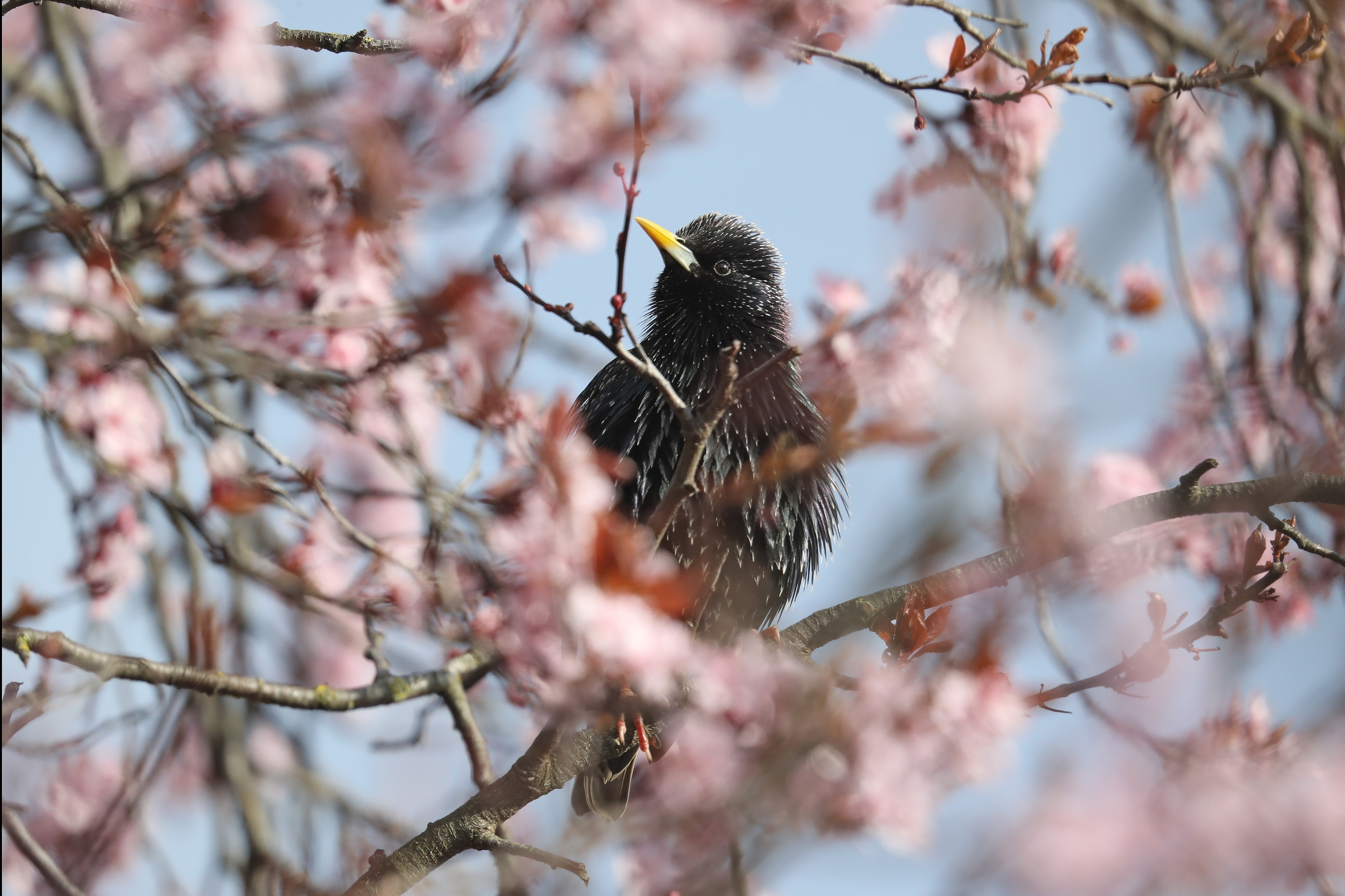 Starling