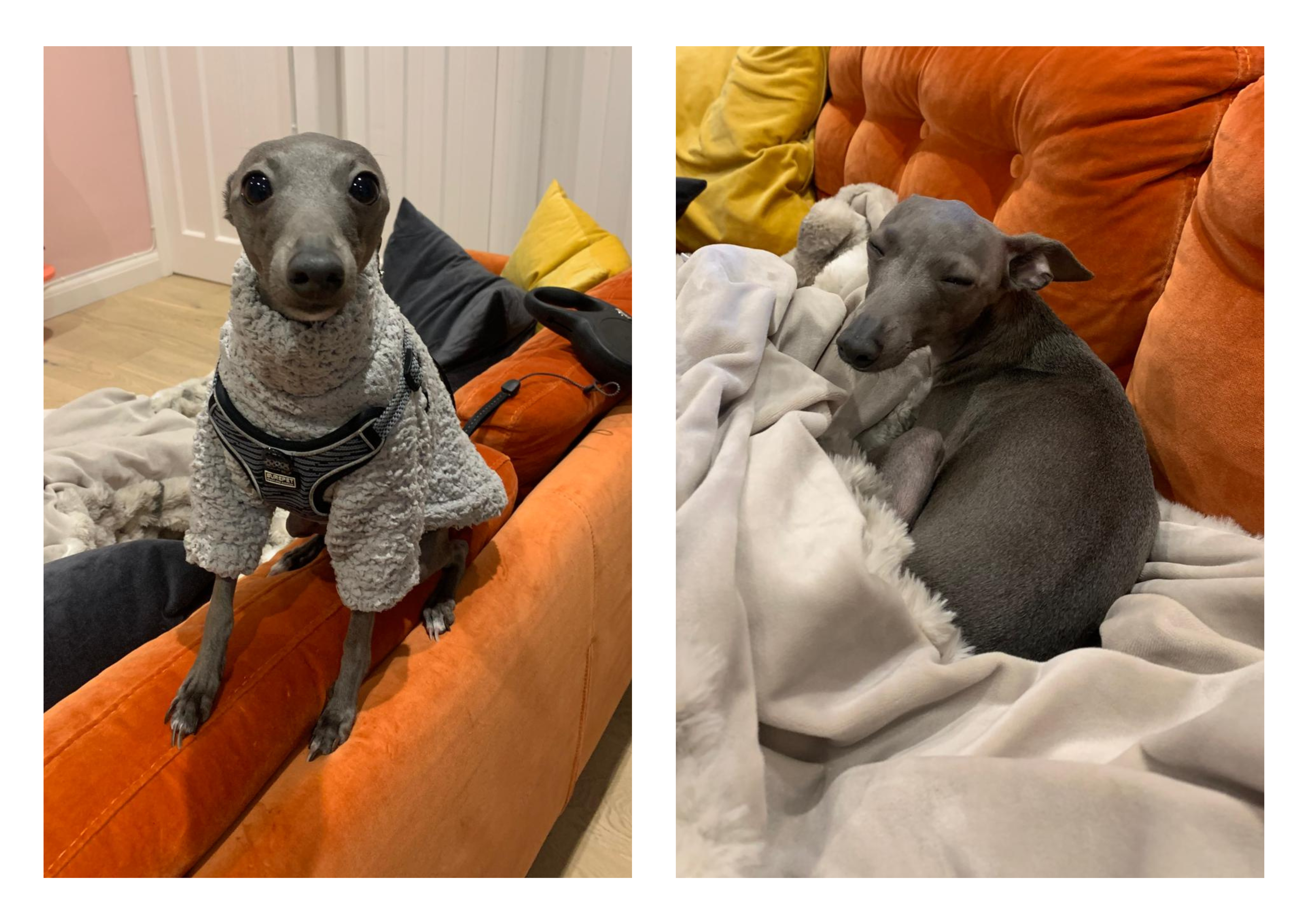 Two images of an Italian greyhound &amp;mdash; on the left, standing alert on an orange sofa wearing a fluffy jumper and looking wide-eyed at the camera; on the right, curled up asleep under blankets.