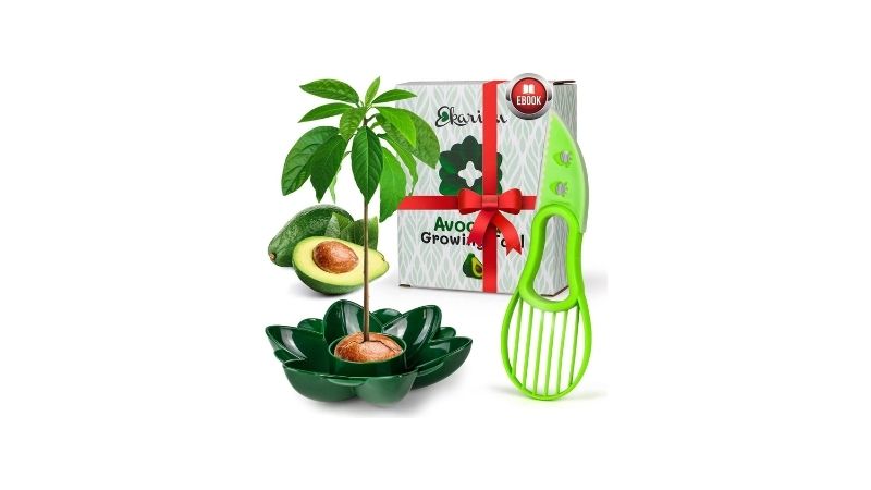 best avocado tree