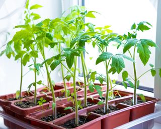 Tomato seedlings on windowsill