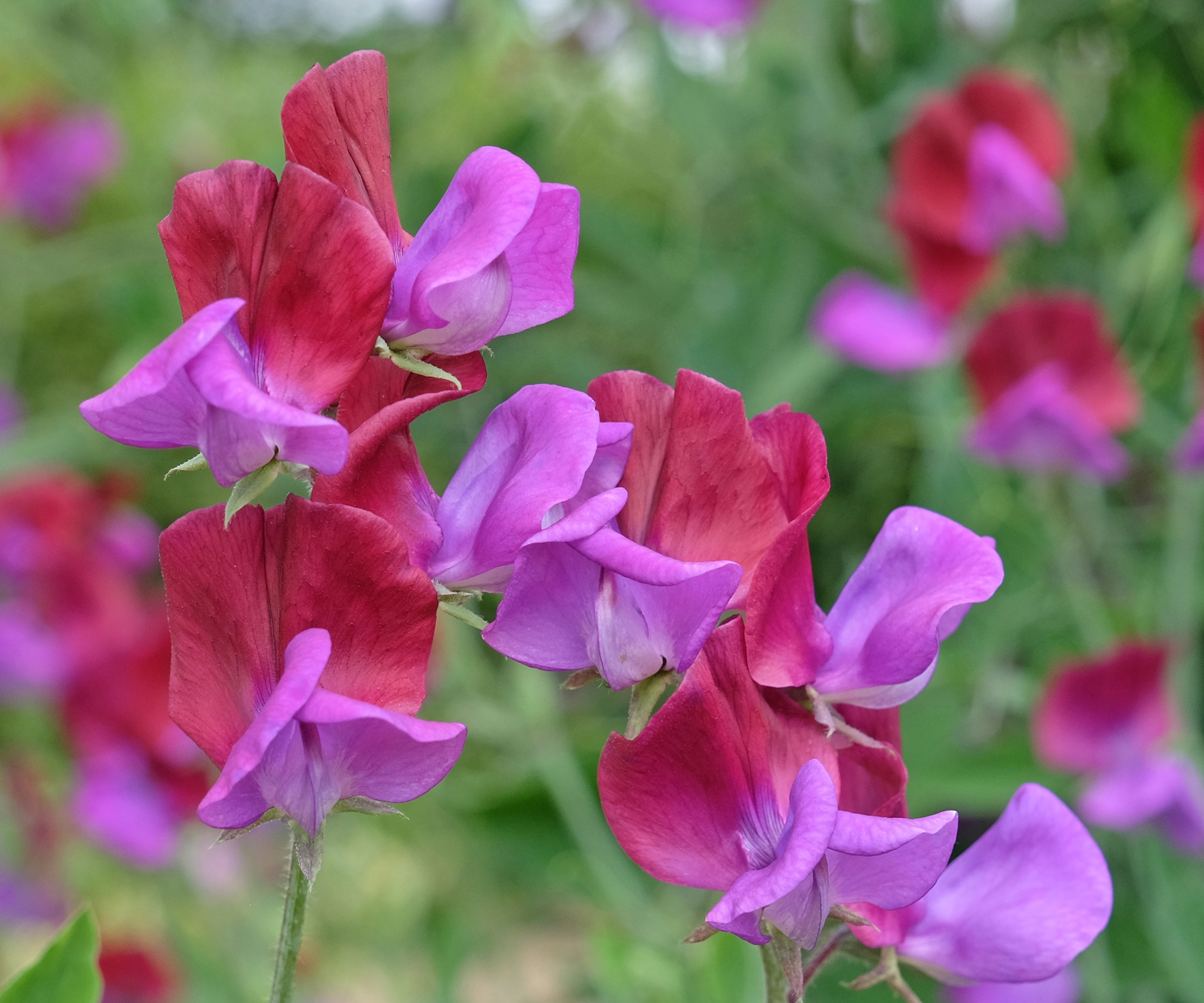 sweet pea Cupani variety with pink and red petals