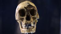 A photo of a "hobbit" skull against a black background