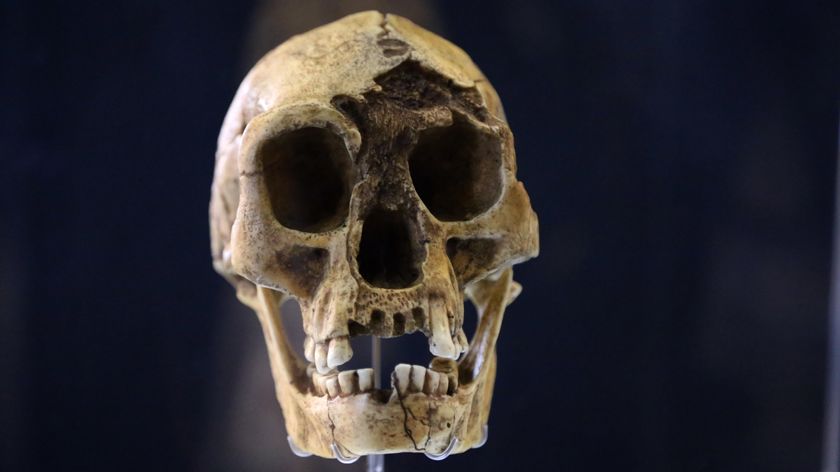 A photo of a &quot;hobbit&quot; skull missing a few teeth against a black background