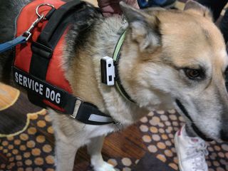 Jagger & Lewis Smart Dog Collar