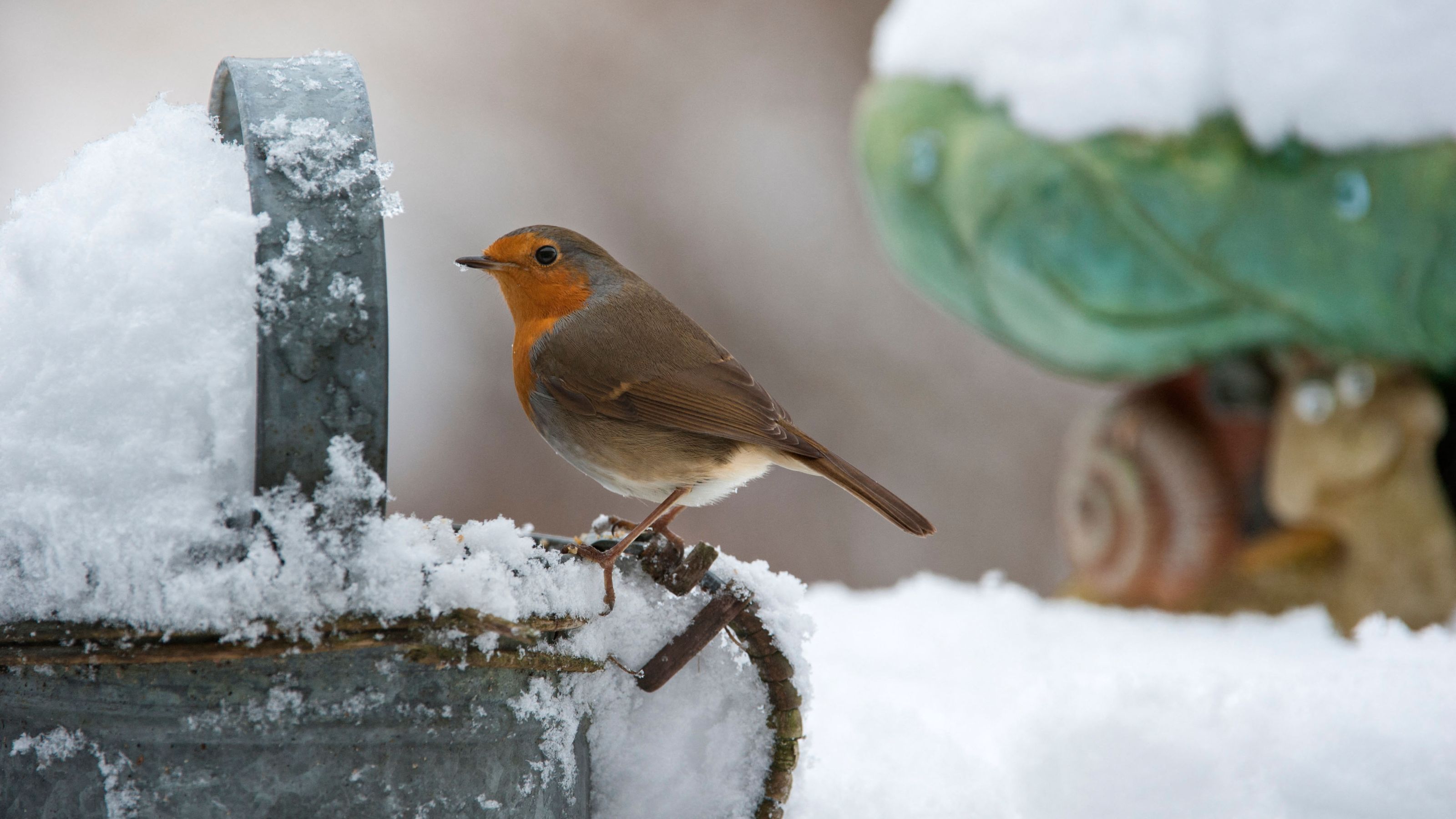 winter garden robin with snow 