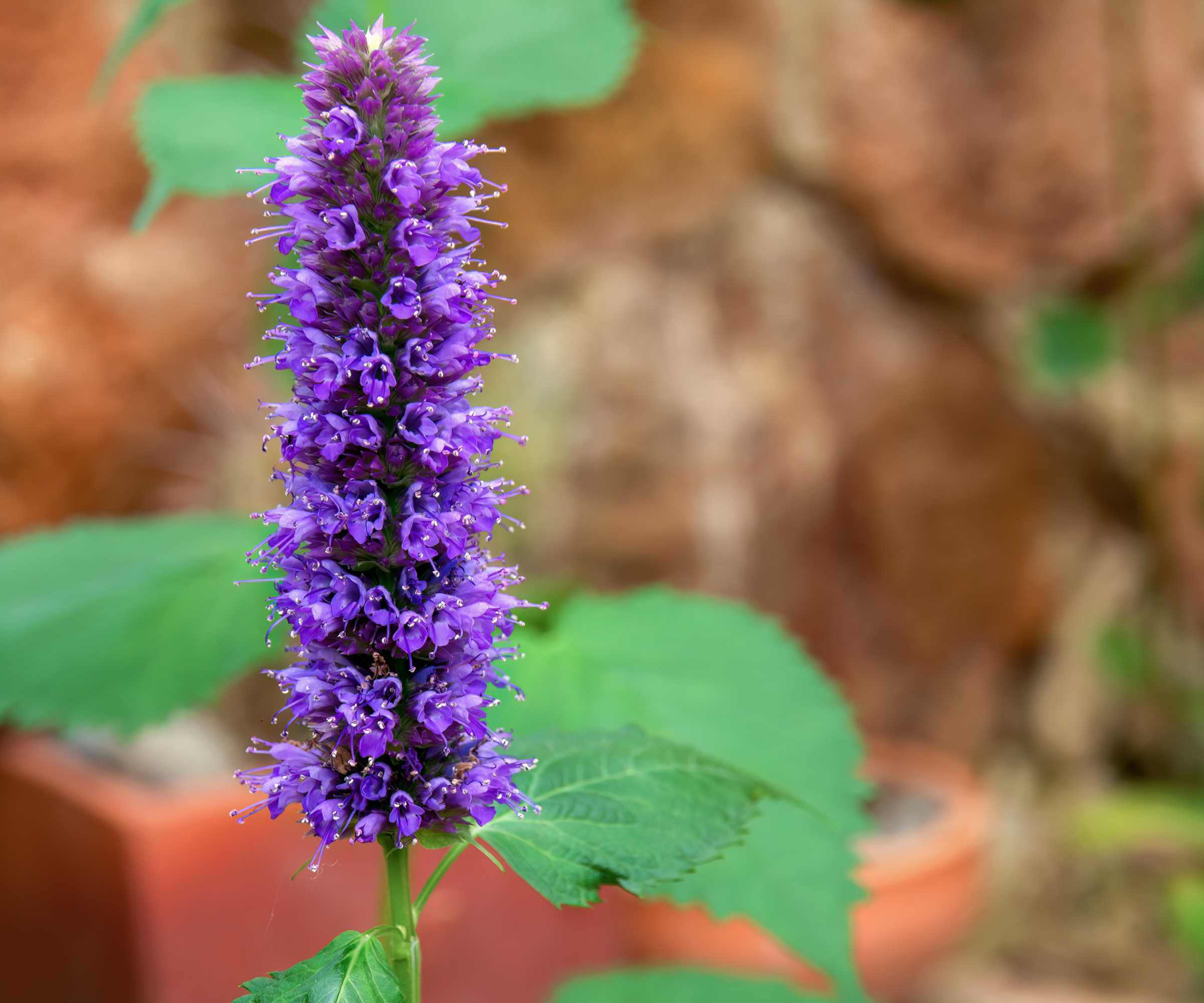 Macro photography of tiny agastache flowers, captured in a garden near the colonial town of Villa de Leyva in central Colombia.