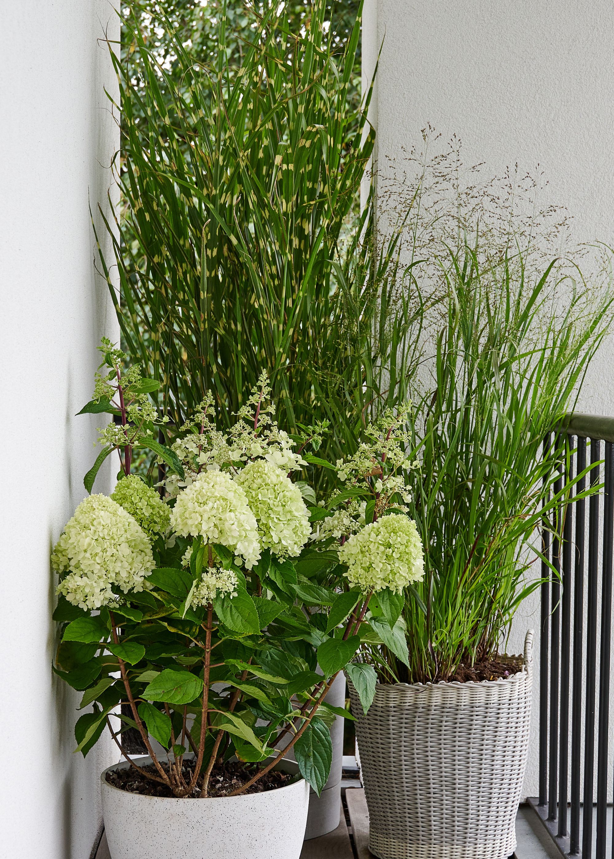 White potted hydrangeas next to a fence and other bright green plants