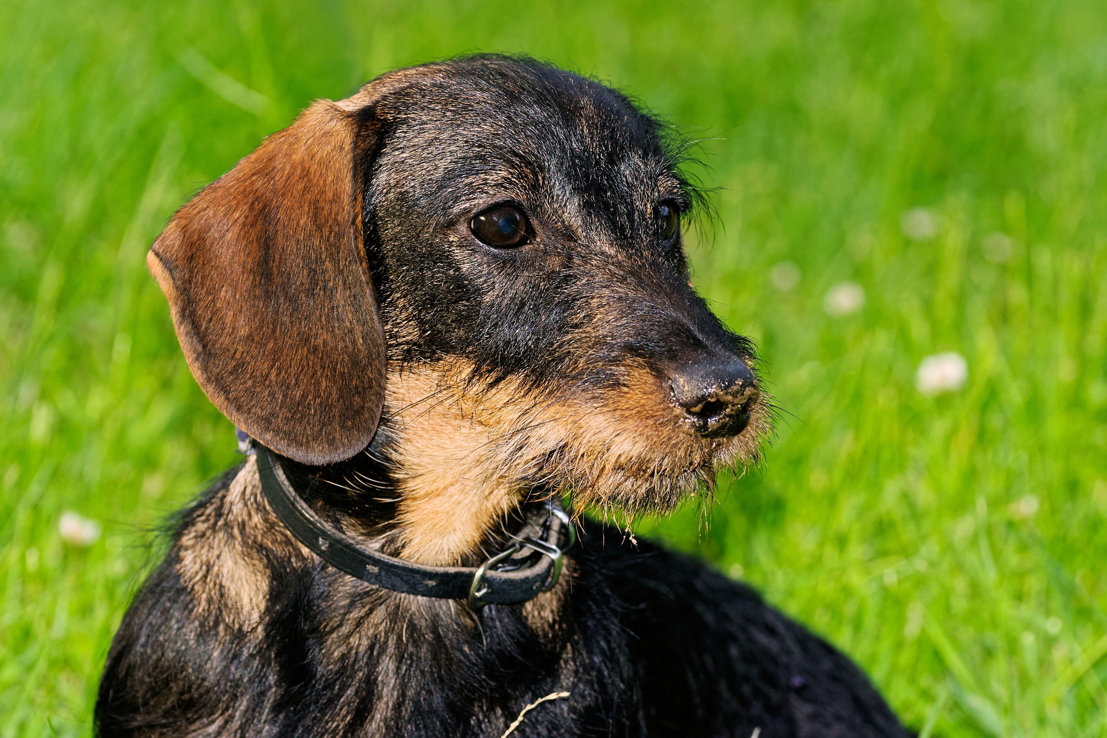 wire-haired dachshund