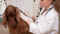 Vet vaccinating Gordon Setter dog