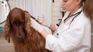 Vet vaccinating Gordon Setter dog