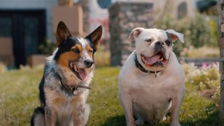 Two adorable dogs side by side in the grass