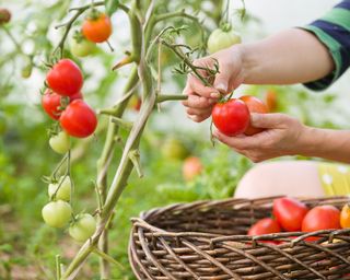 Harvesting ripe tomatoes in summer