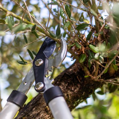 prune a tree on council land loppers pruning a olive tree