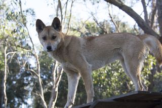 sandy-dingo-genome.jpg