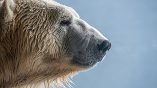 Side shot, close up of a polar bear face against a blurred background.