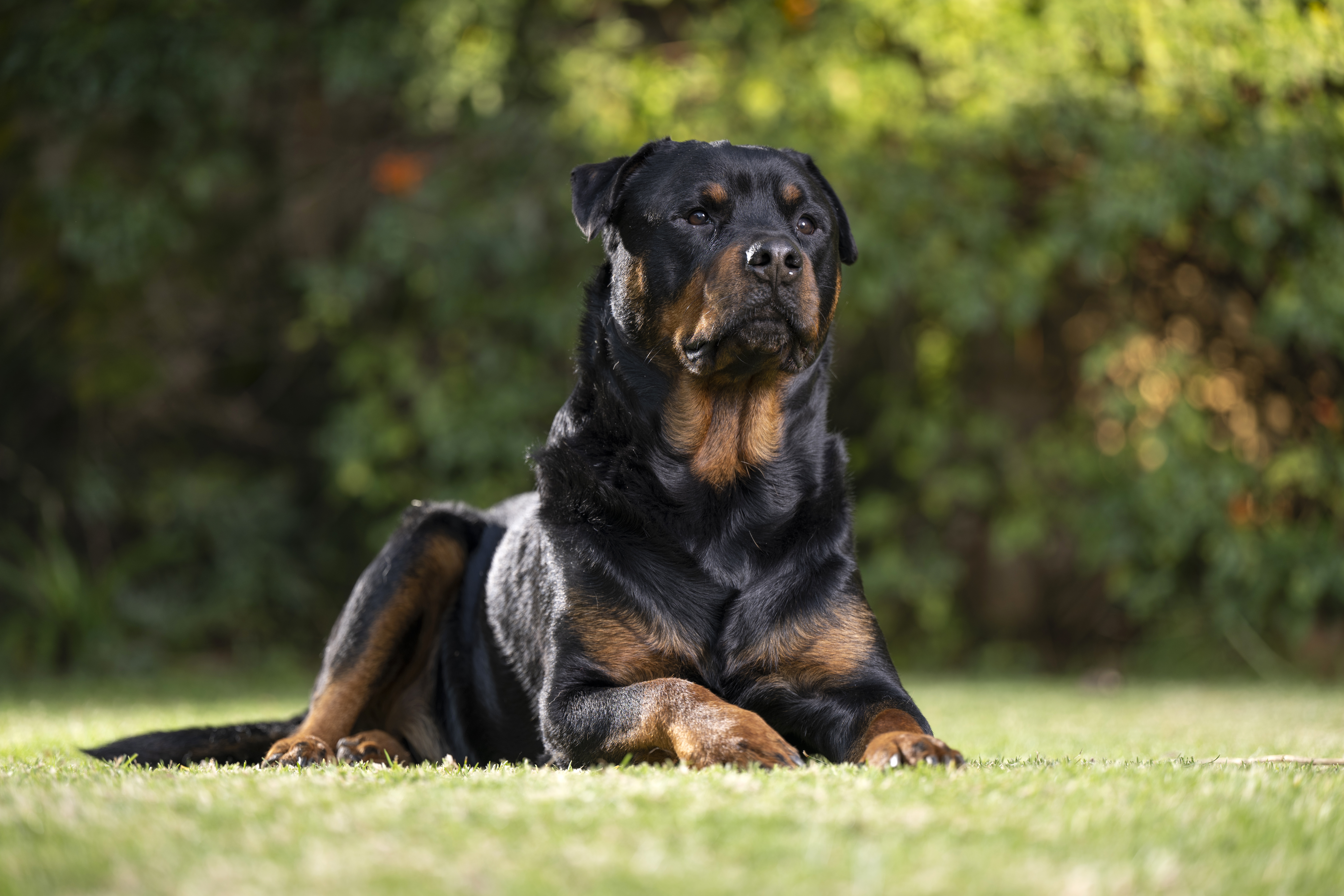 Rottweiler laying on grass