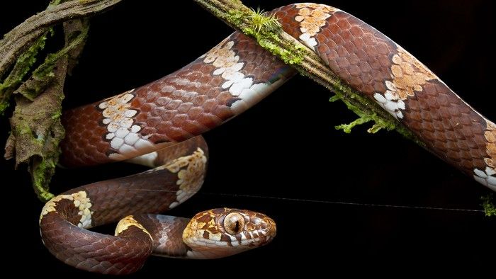 Welborn's snail-eating snake (Dipsas welborni). This snake has a main reddish-brown coloring, with the occasional white stripe. It also has large round tan eyes.