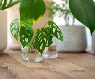 Monstera propagation in water