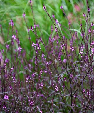 Verbena officinalis var. grandiflora ‘Bampton’