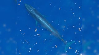 An aerial photograph of a Rice's whale in the Gulf of Mexico.