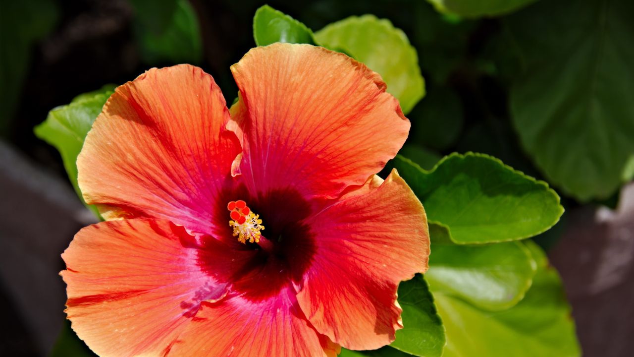 Hibiscus flower in bloom in orange