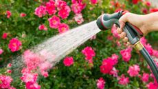 Watering pink flowers 