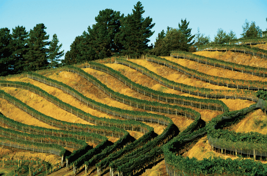 The Terraces-Heipipi Vineyard Esk Valley