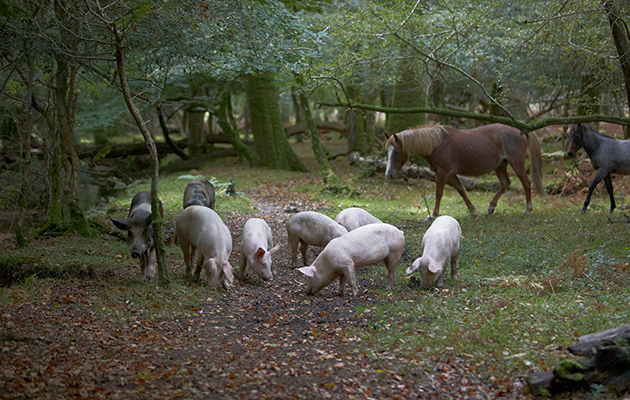Pigs and horses foraging for acorns and seeds under the ancient right of Pannage or Mast in the New Forest, Hampshire, UK