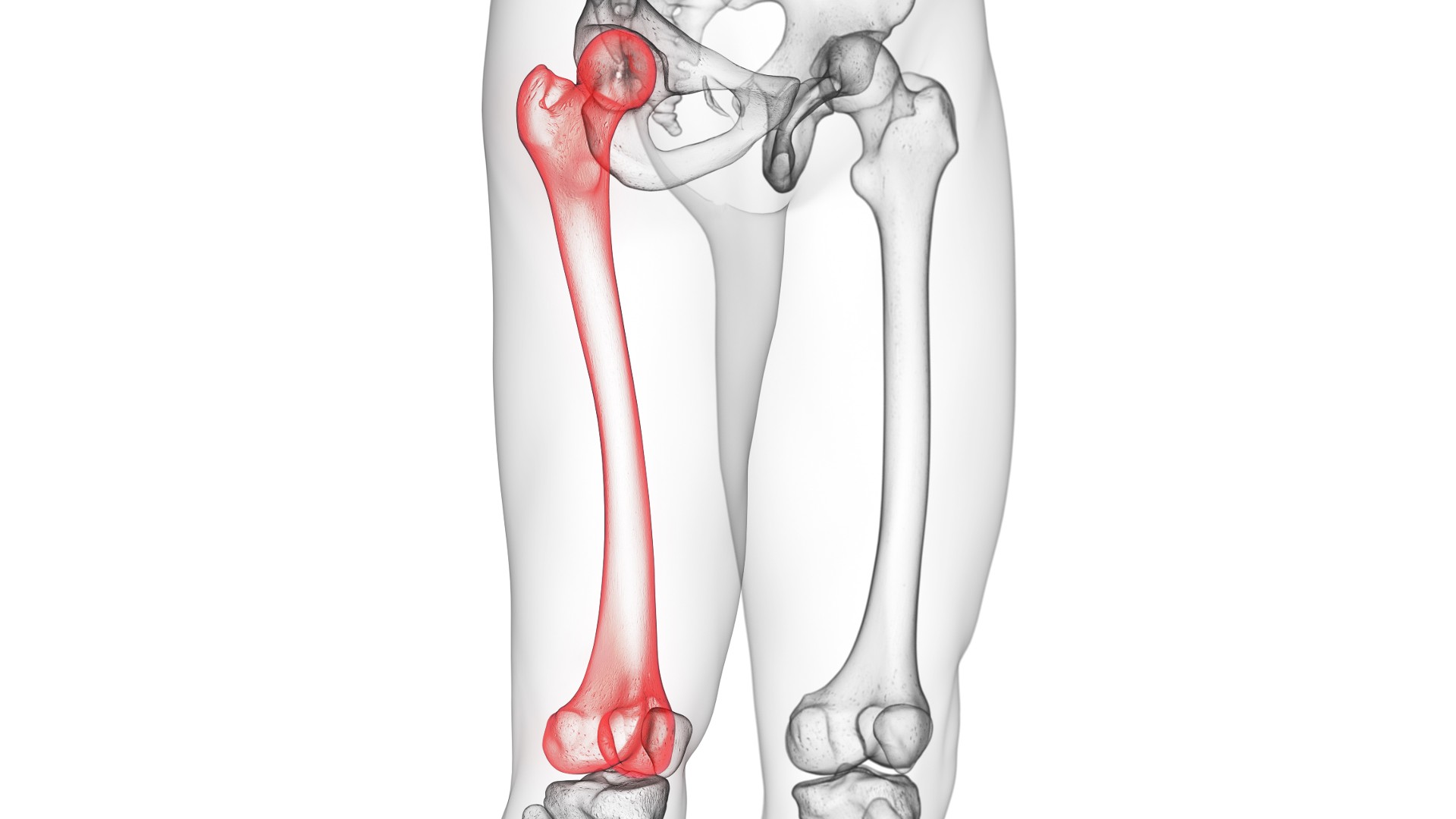 Ilustración por computadora que muestra el fémur, el hueso del muslo humano, dentro de un cuerpo (imagen solo de la cadera a la rodilla).