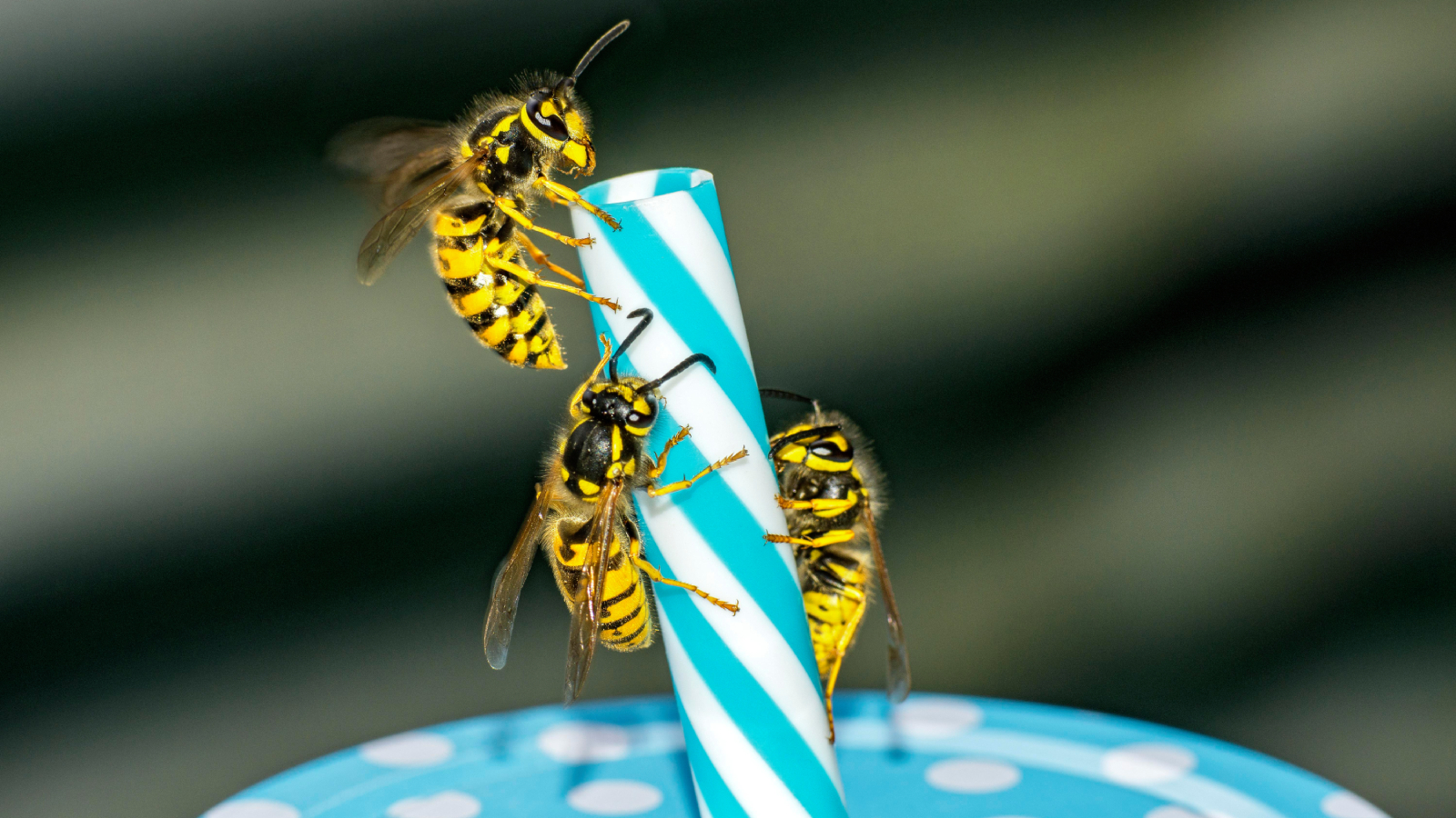 German wasps on blue striped straw in a beverage