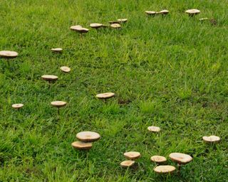 circle of mushrooms growing in a lawn