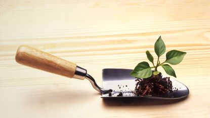 Close up of a sweet pepper plant on a trowel on wooden background