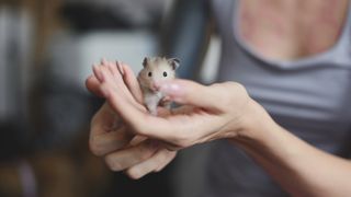 Woman's hands holding hamster