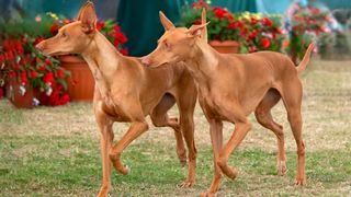 2 Pharaoh hounds