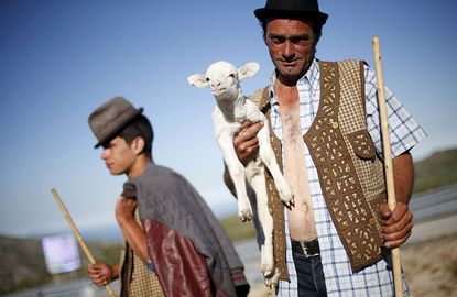 A shepherd holds a sheep from his flock, in Portugal.