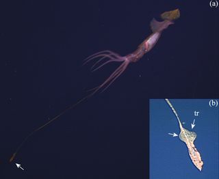 The end of the feeding tentacle of the deep-sea squid is spread flat with the squid's fourth arm supporting the base of the tentacle stalk. The so-called trabecular protective membranes (tr) of the feeding tentacle (b) can flap to propel the tip.